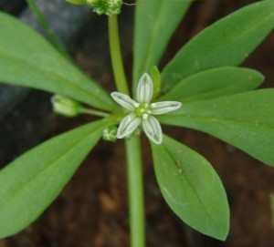 Carpetweed flower that is white to greenish white.  It is four to five millimeters across.