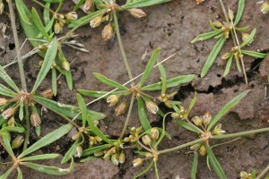 Carpetweed flowers and fruit.  Flowers are in clusters of two to five in the leaf axils.  They are white or greenish white.  