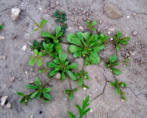 The photo shows carpetweed growing as a prostrate, mat-forming annual.  