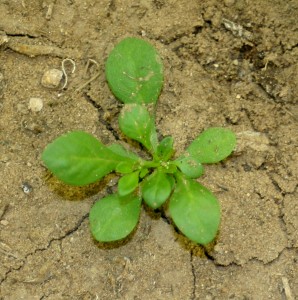 Carpetweed seedling that develops as a small flatted basal rosette. 