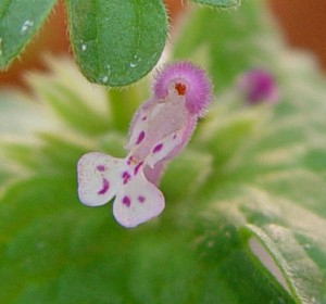 The photo is a close up of henbit flower.  The flowers are in whorls in the axils of the sessile upper leaves.  Sepals are united into a tube with 5 teeth.  