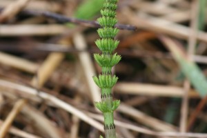 The photo is a close-up of a field horsetail stem.  This vegetative stem is green and has branches growing in whorls from the middle and upper nodes of the stem. 