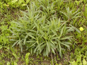 Clump of Canada goldenrod prior to flowering.  The leaves are alternate, lance-shaped, and taper at both ends.