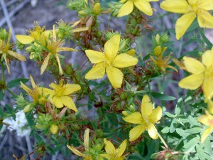 The photo is of common St. Johnswort flowers.  These flowers have 5 petals with several black dots along the petal margins.  The flowers have numerous stamens.