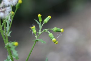 Common groundsel flower head composed of several yellow disk flowers. 