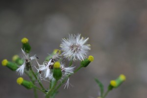 A close up photo of a common groundsel mature seedhead. It is a pappus consisting of soft bristles that can be become detached and dispersed by wind. 