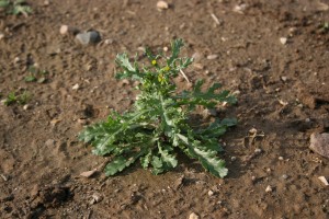 Common groundsel plant with green irregular lobes.  The plant is about 6 inches tall.