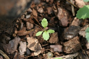 Common groundsel seedling with slender club-shaped cotyledons.  