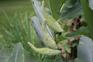 Photo is of common milkweed fruit that is 3 to 5 inches long, grayish green, tear drop shaped, and covered with soft warty bumps.
