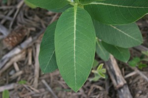 This photo shows a milkweed leaf that is oval, 3 to 8 inches long with smooth margins and distinctly white midveins and veins. 