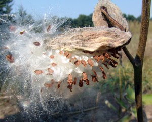 Photo is of a mature milkweed pod that is split open ready to release think brown seeds.  They each have a tuft of long silky hairs that aid in wind dissemination. 