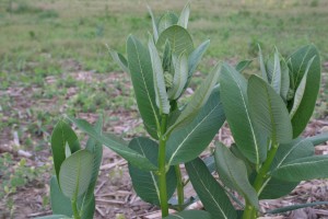 This photo shows the upper portion of a milkweed plant with leaves oval, 3 to 8 inches long with smooth margins and distinctly white midveins and veins. 