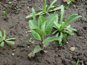 This photo shows a milkweed seedling with small leaves that are oval with smooth margins and distinctly white midveins and veins. 