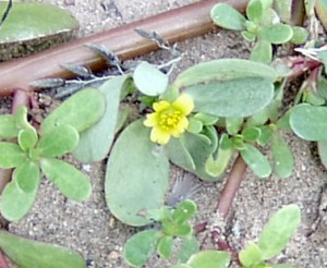The photo is of a common purslane flower.  They are yellow and star-shaped. They have 5 petals that are produced in the leaf axils. 