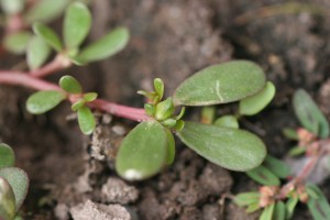Photo is of common purslane fruit.  It is an egg-shaped capsule.