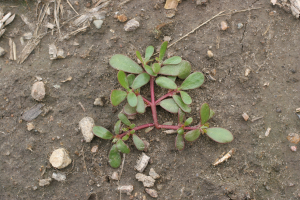 Common purslane plant with green, thick, fleshy, spatula-shaped leaves. The stems are red.  The plant's growth is prostrate.