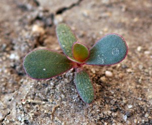 Common purslane seedling with cotyledons that are oblong, hairless, and succulent.  