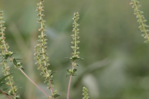 The photo is of a common ragweed flowering branch.  They are green and inconspicuous in clusters on terminal branches.