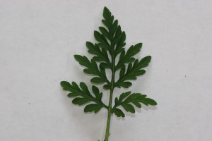 The photo is of a common ragweed leaf.  They are fernlike, compound and usually hairy. 