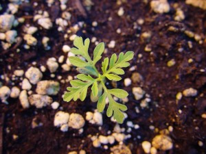 The photo is of a common ragweed seedling.  Leaves are fernlike, once or twice compound, and usually hairy. 