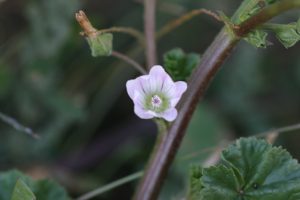 Common mallow flower is white or whitish lavender often tinged with purple and are on long stalks.  