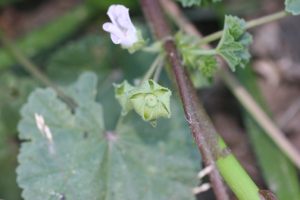 Common mallow fruit are in capsules that resemble a button or cheese wheel. In this photo it is green in color.