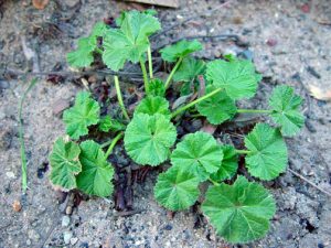 Common mallow growing prostrate along the ground, with round leaves that are shallowly lobed and have toothed edges.