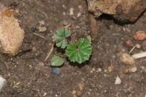 Common mallow seedling with young leaves.  They are alternate, circular, toothed and hairy on both surfaces. 