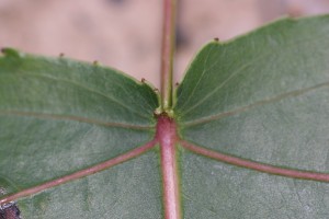Cottonwood leaf showing the two to five prominent, fingerlike glands where the long, flattened petiole attaches to the leaf. 