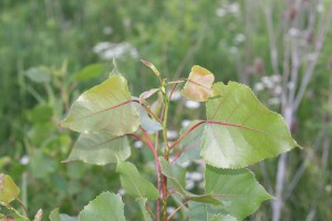 Cottonwood leaves that are alternate, simple, and broadly triangular.  