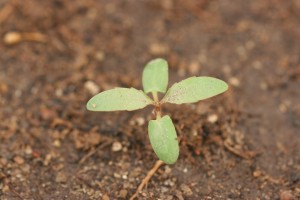 Cottonwood seedling with light green oval shaped cotyledons.