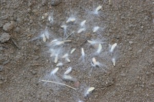 Cottonwood seeds that are cottony and wind disseminated.  The fruit are three to four valved capsules.  