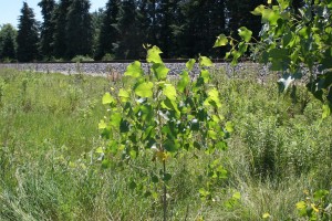 Cottonwood sapling growing among tall grasses in an unmanaged, fallow area.