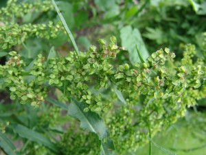 The photo is of a curly dock flower.  The leaves are green with wavy margins.