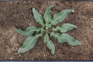 The photo is of curly dock growing in the rosette form prior to flowering.