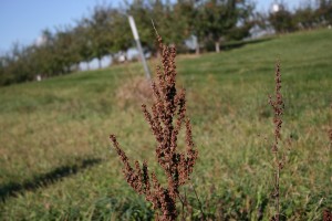 The photo shows a curly dock seedhead.  The seedhead becomes reddish brown at maturity. 
