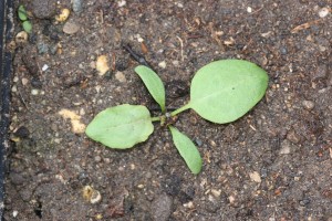 The photo is of a curly dock seedling with green leaves and cotyledons.