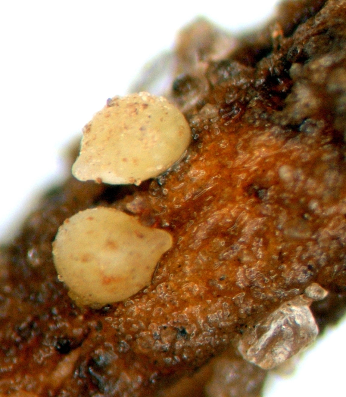 Close up of  soybean cyst nematode white females on a section of soybean root.