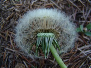 The photo is of a dandelion mature flower.  The fruits form a conspicuous, globe-like grayish-white seedhead.