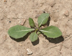 The photo is of a dandelion seedling.  Cotelydons are smooth and oval.  The young leaves are oval with a long petiole.  