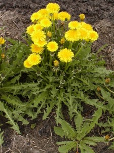 he photo is of a dandelion plant with yellow flowers and green leaves with margins that are deeply lobed. 
