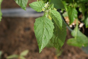 The photo is of leaves of an eastern black nightshade plant.  They are egg shaped with wavy margins.
