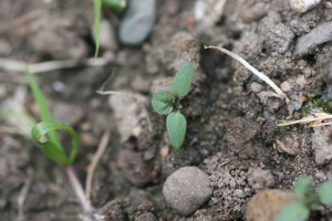 Eastern black nightshade seedling with cotyledons that are smooth on both surfaces, green on the upper surface and tinged maroon on the lower surface. 