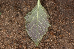 Eastern black nightshade underside of leaf showing a purplish tinge.