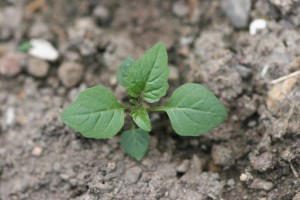 The photo is an eastern black nightshade young plant with green leaves. Young leaves are alternate and wavy. 