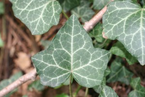 The photo is of an English ivy leaf.  It is dark green, leathery, and waxy with white veins. 
