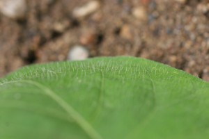 The photo is of a close up of a ivyleaf morningglory leaf.  It shows erect hairs on the leaf surface. 