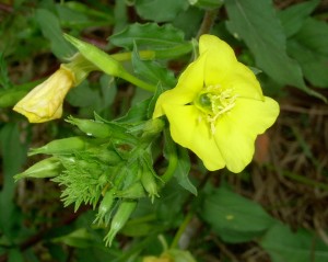 Eveningprimrose flower with yellow petals.  