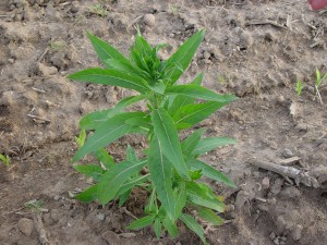 Eveningprimrose plant with alternate, narrow oval-shaped leaves.  They have smooth to slightly wavy leaf margins.  