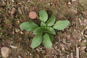 Eveningprimrose in the initial rosette form.  The blades are oblong with distinct white midveins on the upper surface. 